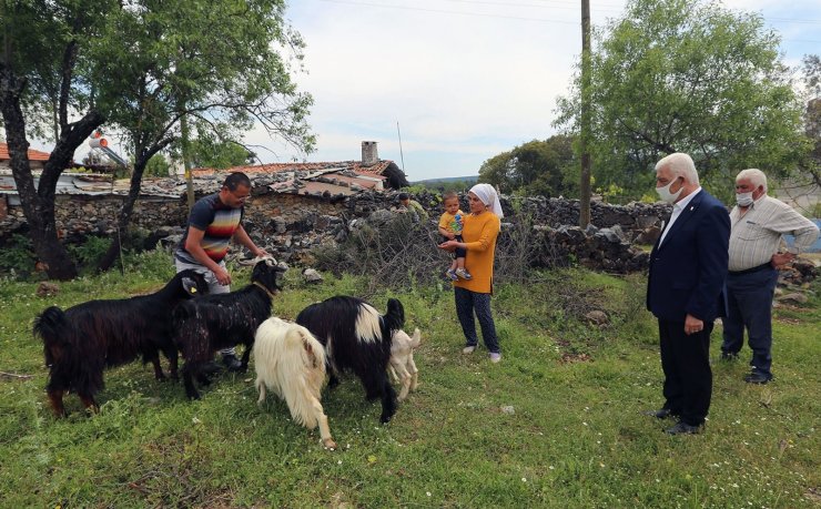 Muğla Büyükşehir kıl keçisi dağıtımını sürdürüyor