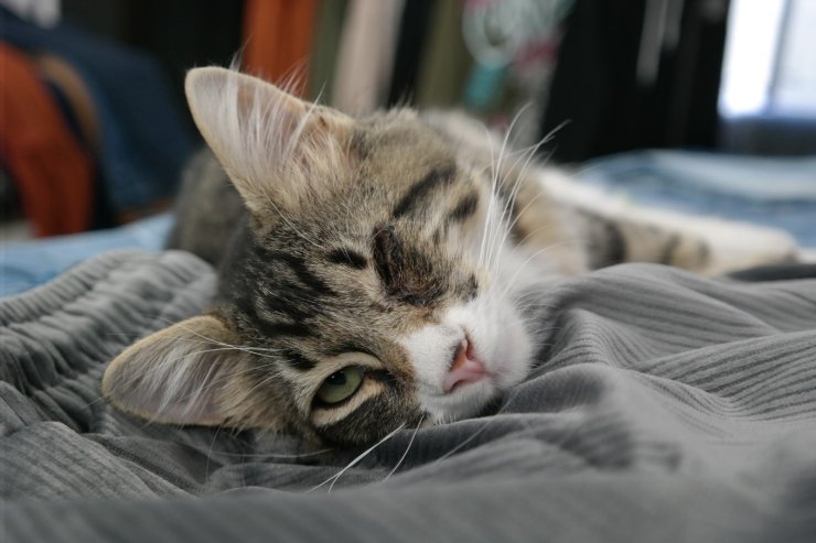 Kimsenin istemediği tek gözü kör kedi bir mağazanın gözbebeği oldu