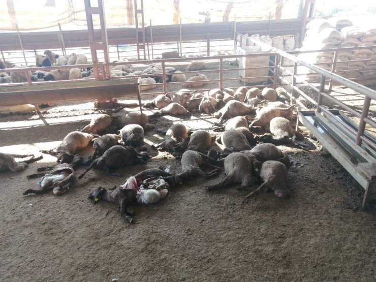 Mersin’de ağıla giren köpekler 50 küçükbaş hayvanı telef etti