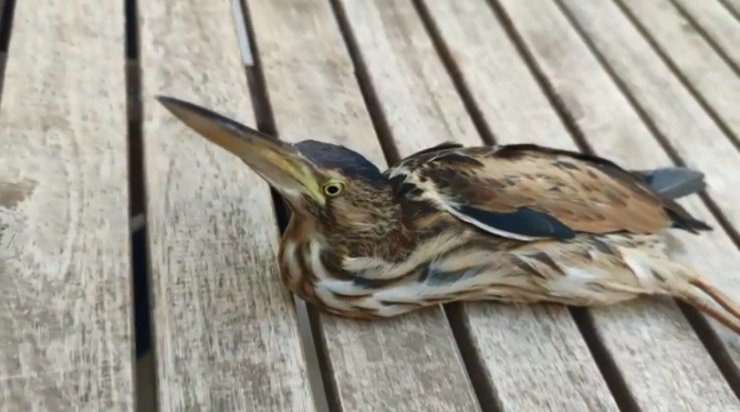 Nesli tükenmek üzere olan balaban kuşu yaralı halde bulundu