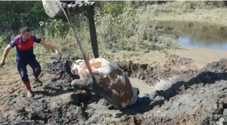 Bingöl’de çamurda mahsur kalan ineği itfaiye ekipleri kurtardı