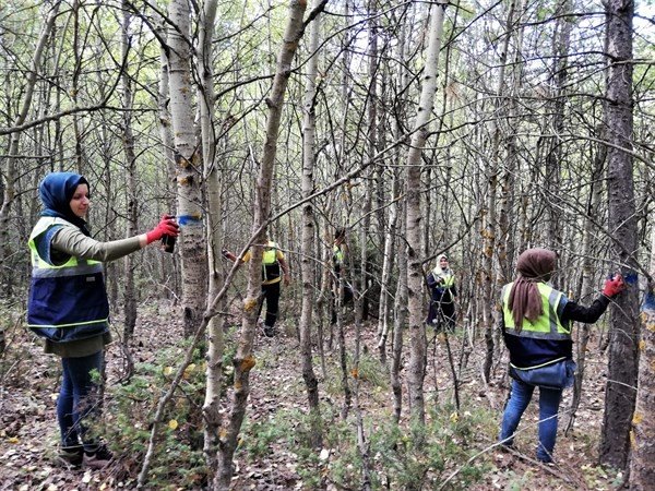 Ormanlarda gençleştirme çalışmaları