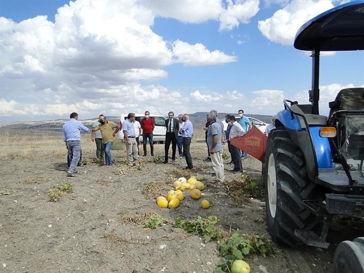 Arguvan’da çerezlik kabak hasadına başlandı
