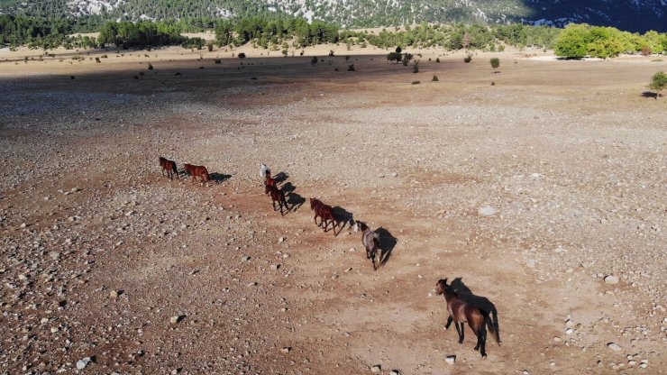 Yangından etkilenen Antalya’nın vahşi güzelliği ’yılkı atları’ yaşam alanlarına geri döndü