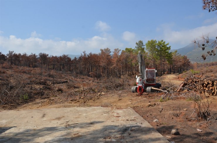 Mersin’de yanan ormanlık alanlar ağaçlandırılacak