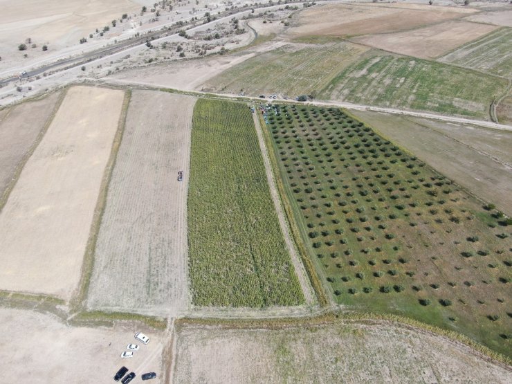 Türkiye’nin en sulak ilçesinde mısır hasadı başladı