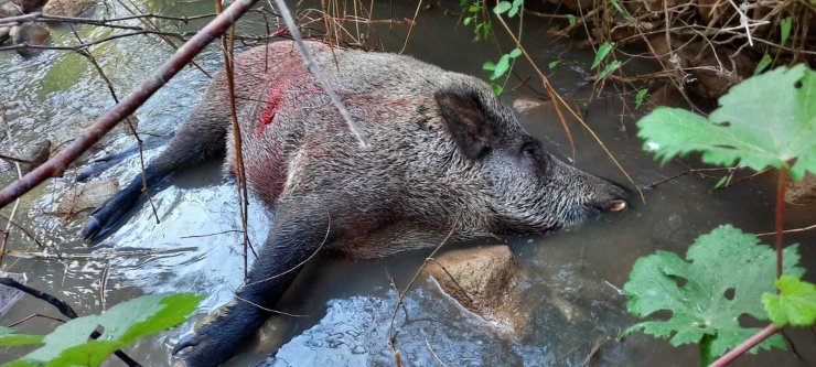 Gercüş’te domuzlar köylülerin kabusu oldu