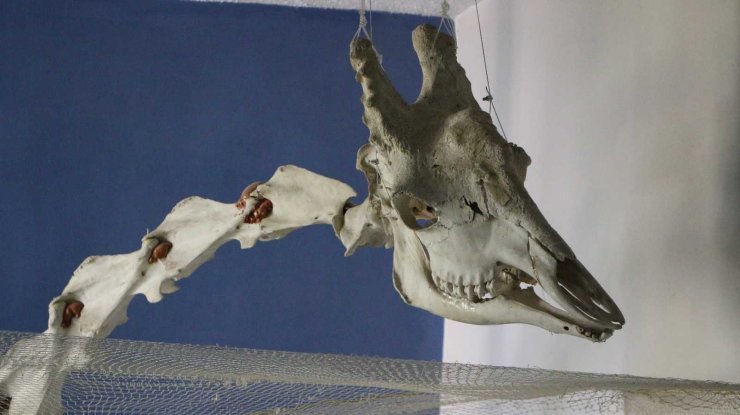 Elazığ’da 50 çeşit hayvanın anatomik yapısının bulunduğu müzede, Türkiye’de ilk olan zürafa iskeleti yer alıyor