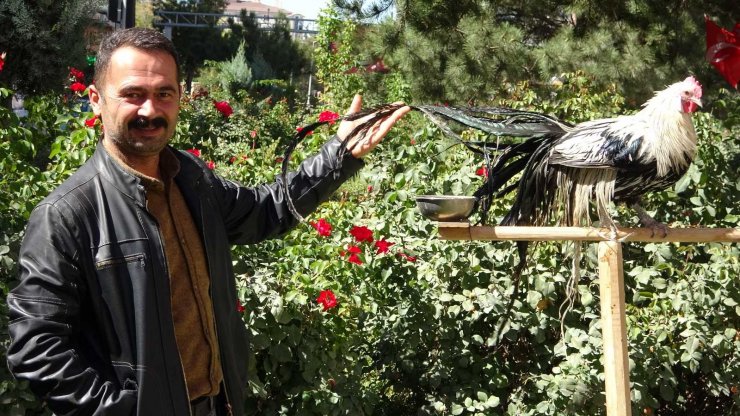 Bu horoz kendini ‘papağan’ sanıyor