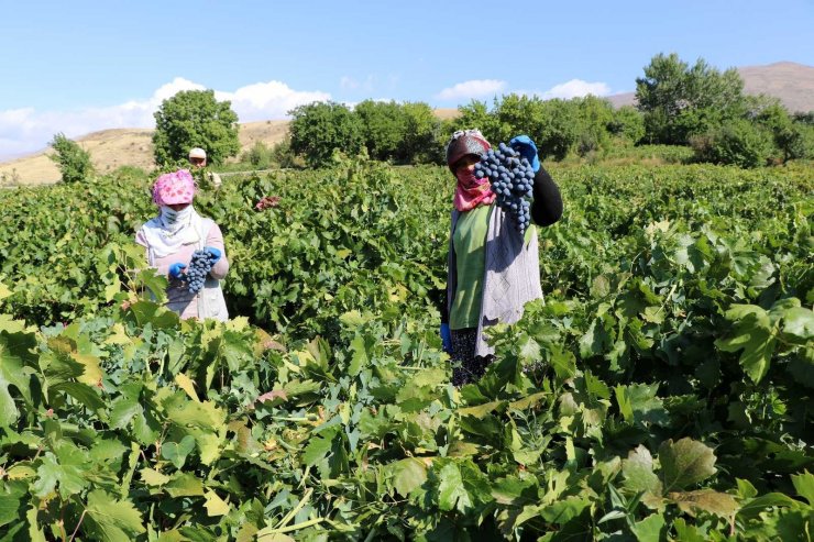 İki asırlık bağlarda üzüm hasadı devam ediyor