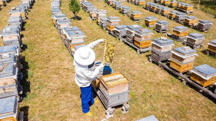 En tatlı destek, tonlarca bala dönüştü