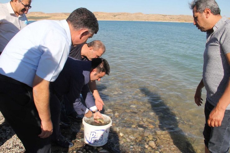 Atatürk Barajına şabut balığı bırakıldı