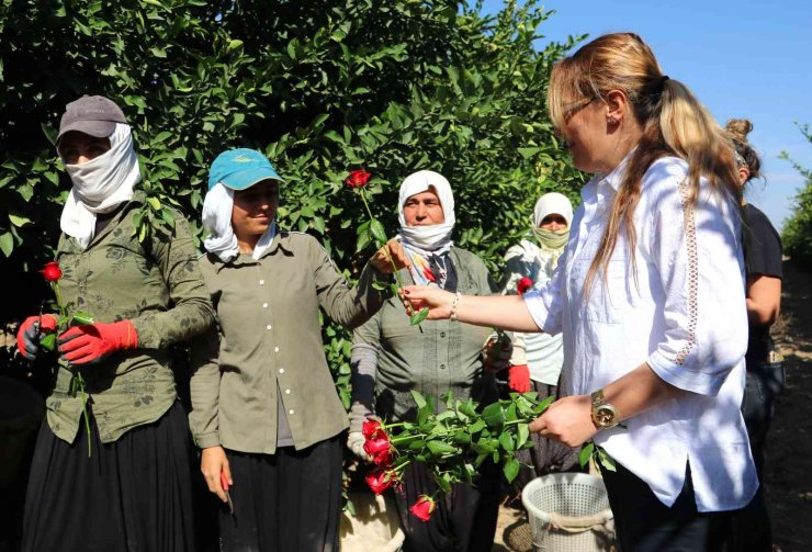 Dünya Kadın Çiftçiler Günü’nde tarlada çalışırken gül alan kadınlar şaşırdı
