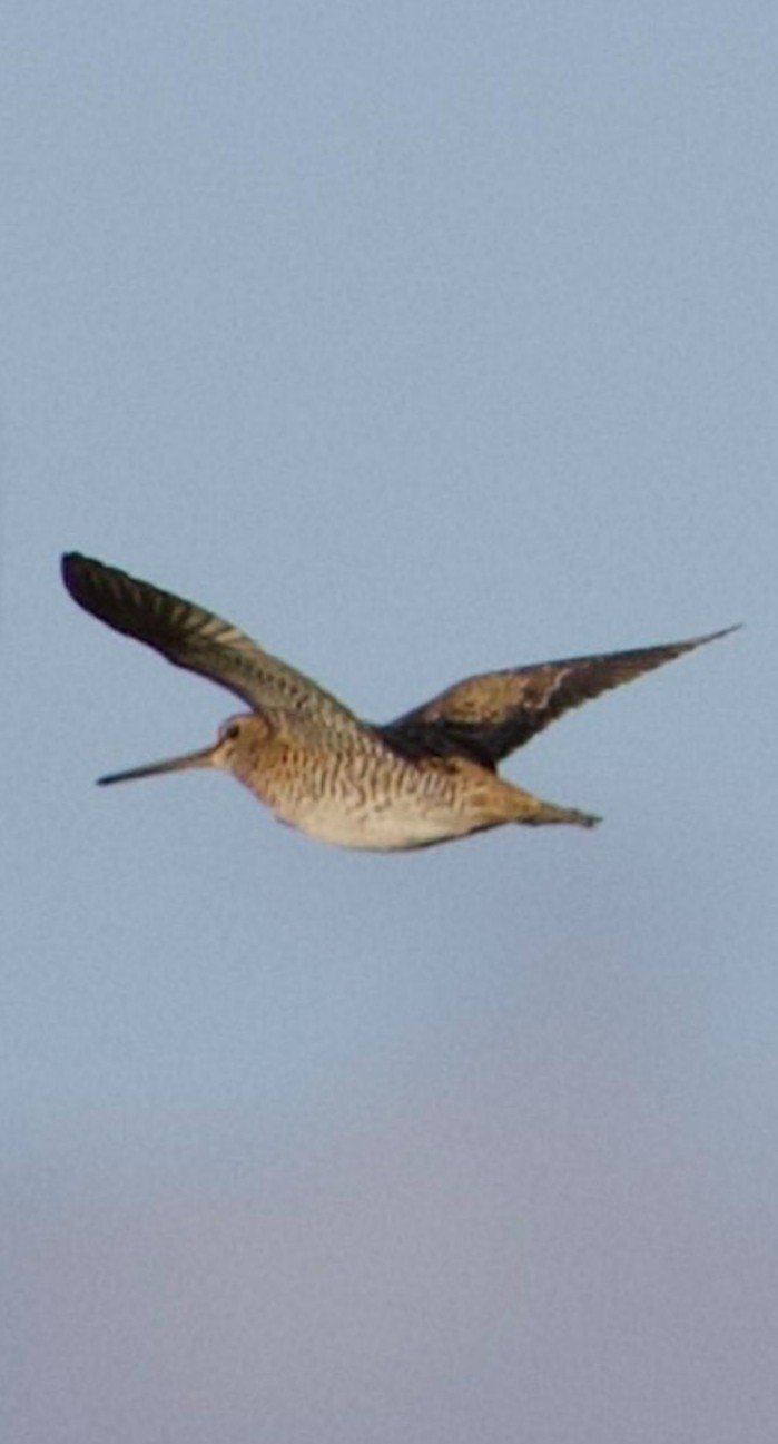 Türkiye’de ilk defa Sibirya suçulluğu görüldü