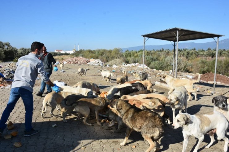 Edremit Belediyesi sokak hayvanlarını unutmuyor