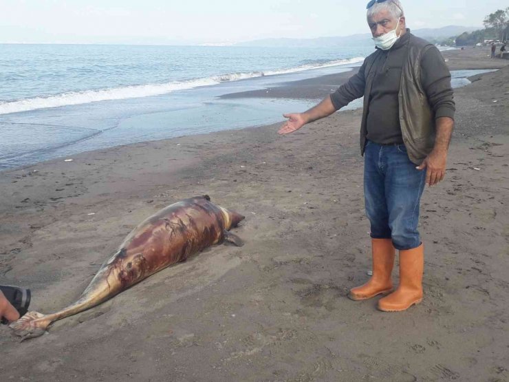 Kurşunlanarak öldürülen yunus balığı kıyıya vurdu