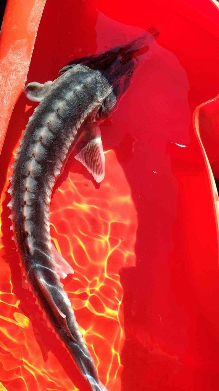 Keban Baraj gölünde ikinci defa görüntülendi, havyarı tam 2 milyon liraya alıcı buluyor