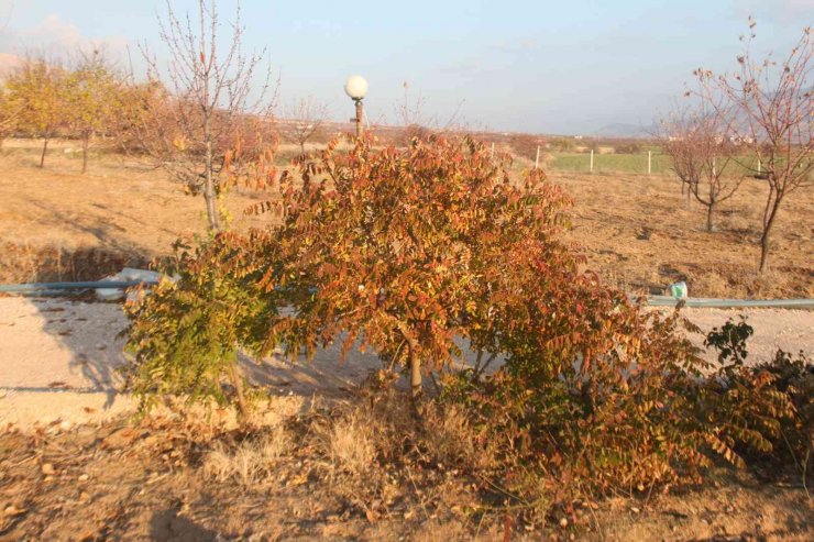 3 yıl önce 10 sumak ağacı dikti, yüzde 200 verim aldı