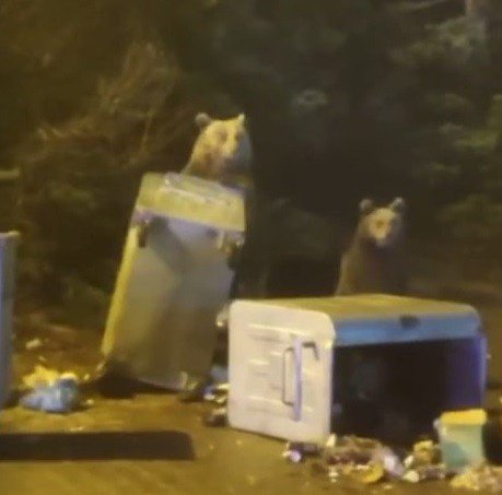 Uludağ’da aç kalan ayı ailesi yerleşime indi çöp konteynerlerini böyle dağıttı