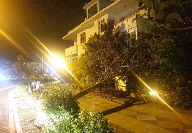 Marmaris’te etkili olan fırtına ağaçları devirdi