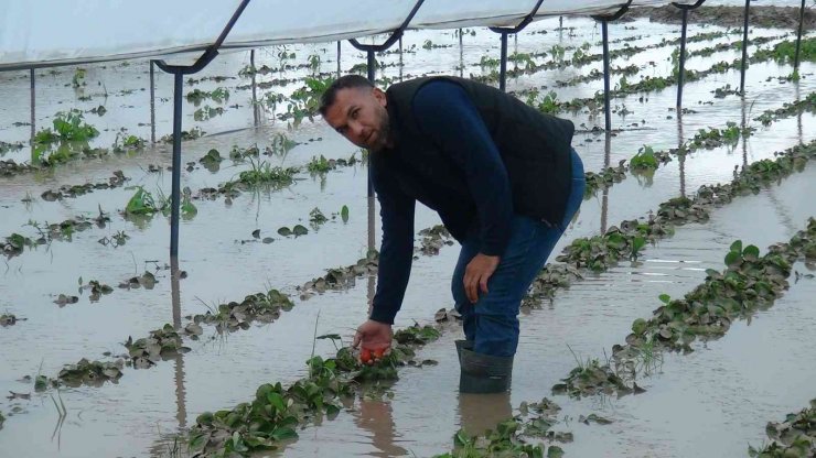 Yağmurla gelen sel, 55 dekar çilek serasını göle çevirdi