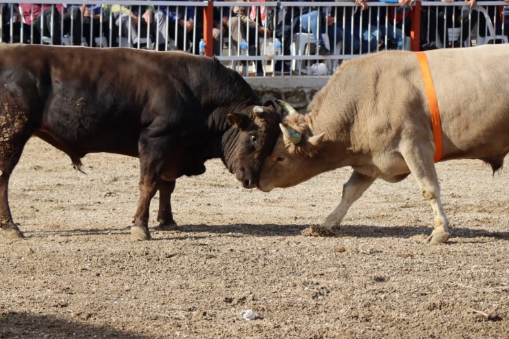 Nazilli’de boğalar eğitime destek için güreşti