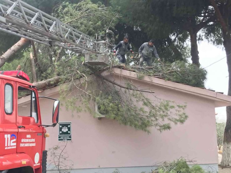 Okul binasının üstüne ağaç devrildi