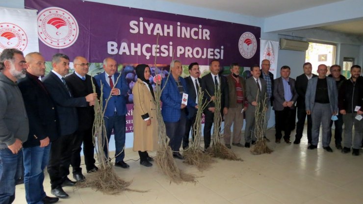 Mudanya’da siyah incir bahçesi projesi başladı