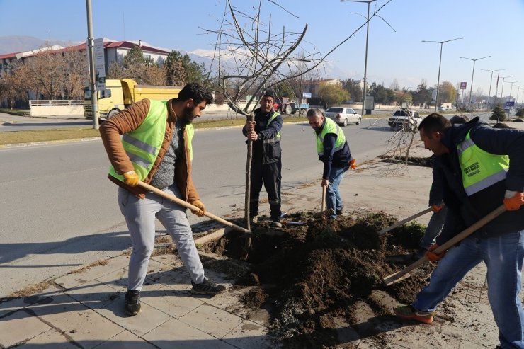 Erzincan’da ağaçlandırma çalışmaları devam ediyor