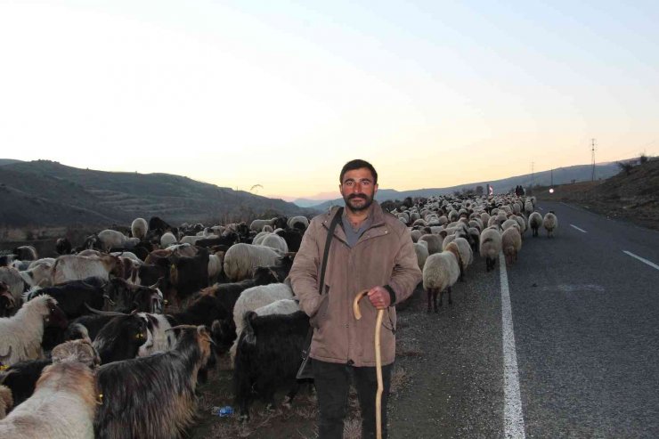 Siirt’te 10 bin lira maaşla çalıştıracak çoban bulamıyorlar