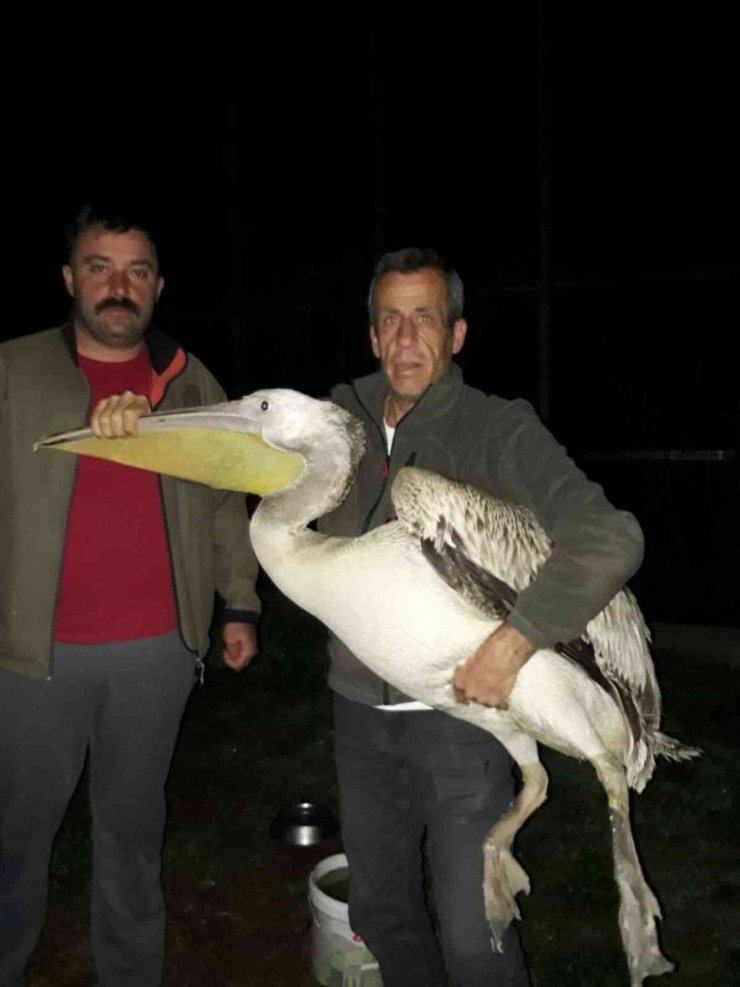 Yaralı halde bulunan pelikan tedavi altına alındı