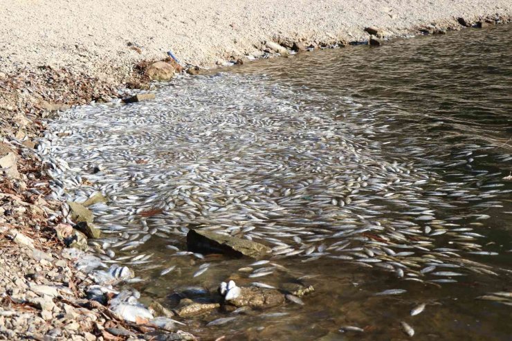 Bolu’da yüzlerce ölü balık kıyıya vurdu
