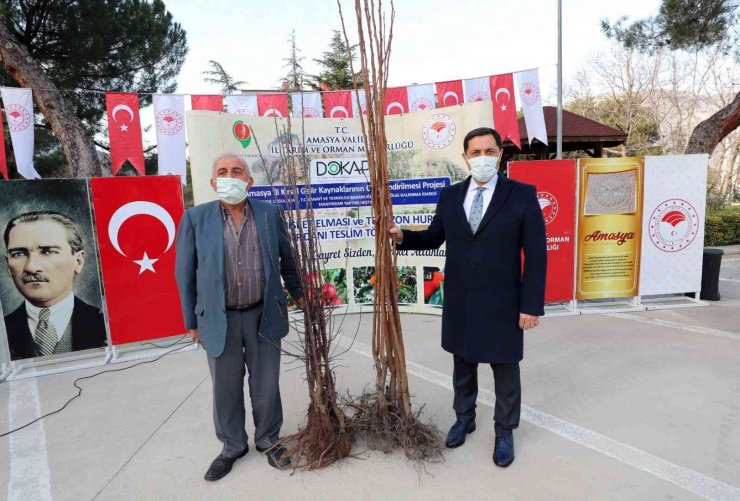 Amasya çiftçisine misket elma ve Trabzon hurması fidanı dağıtıldı