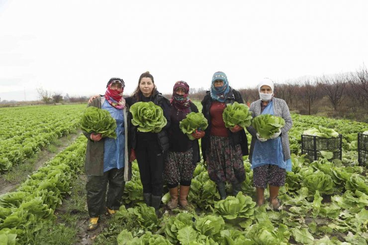 Aydın Büyükşehir Belediyesi’nden çiftçilere alım desteği
