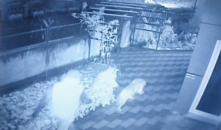 Bahçedeki kangal köpeği hırsızlığı güvenlik kamerasında