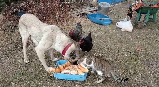 Kangal köpeğinin kediyle dostluğu yürekleri ısıttı