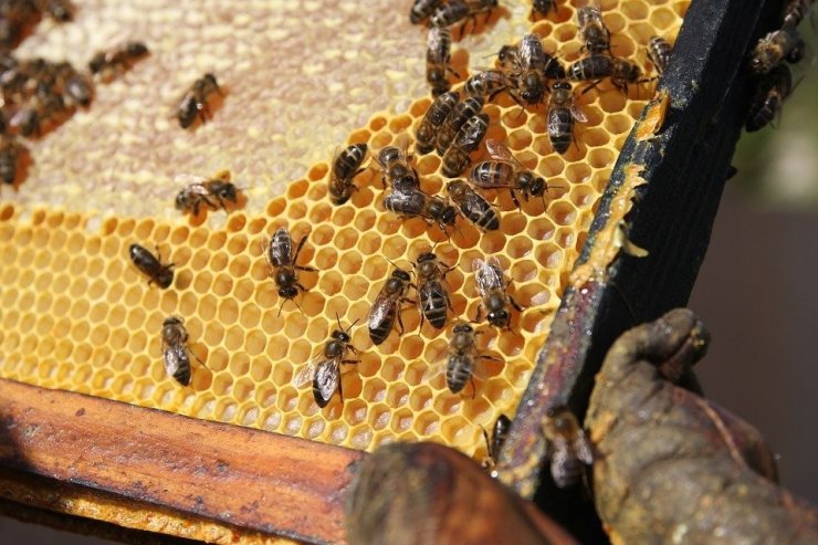 “Arıcılığın Başkenti”nde arıcılara yüzde 50 hibeli arı ve kovan desteği