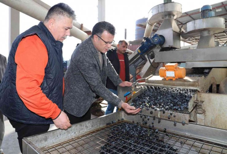Alaşehir’de üzüme alternatif zeytin üretimi hızla artıyor