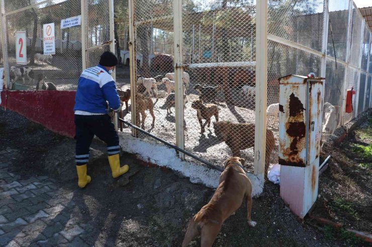 Kahramanmaraş’ta 80’in üzerinde yasaklı ırk köpek toplandı
