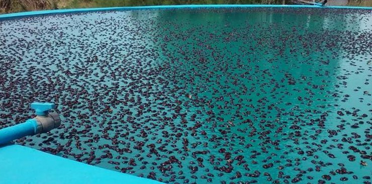 Arjantin’de gergedan böceği istilası