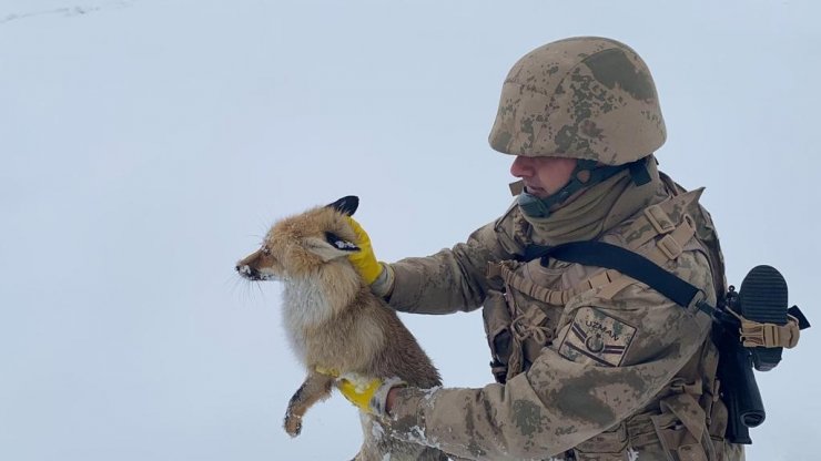 Jandarmadan yaralı ve donmak üzere olan tilkiye şefkat eli