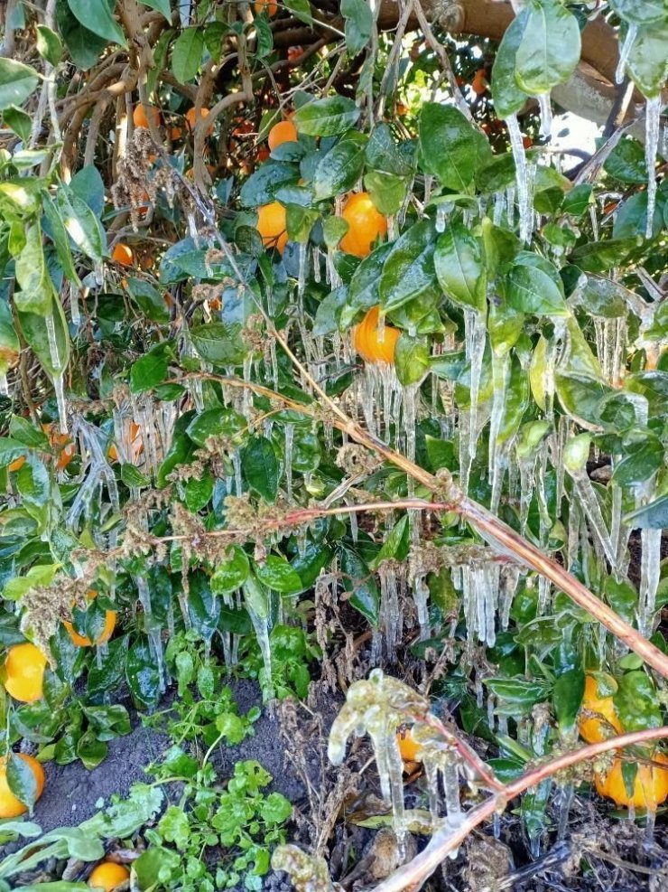 Antalya’da portakal ağaçlarında buz sarkıtları
