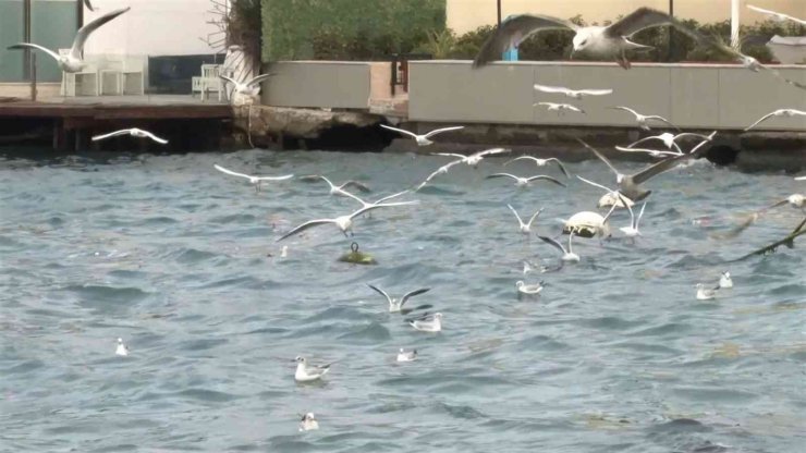 Üsküdar’da aç kalan martılar kıyıya vuran çöplere saldırdı