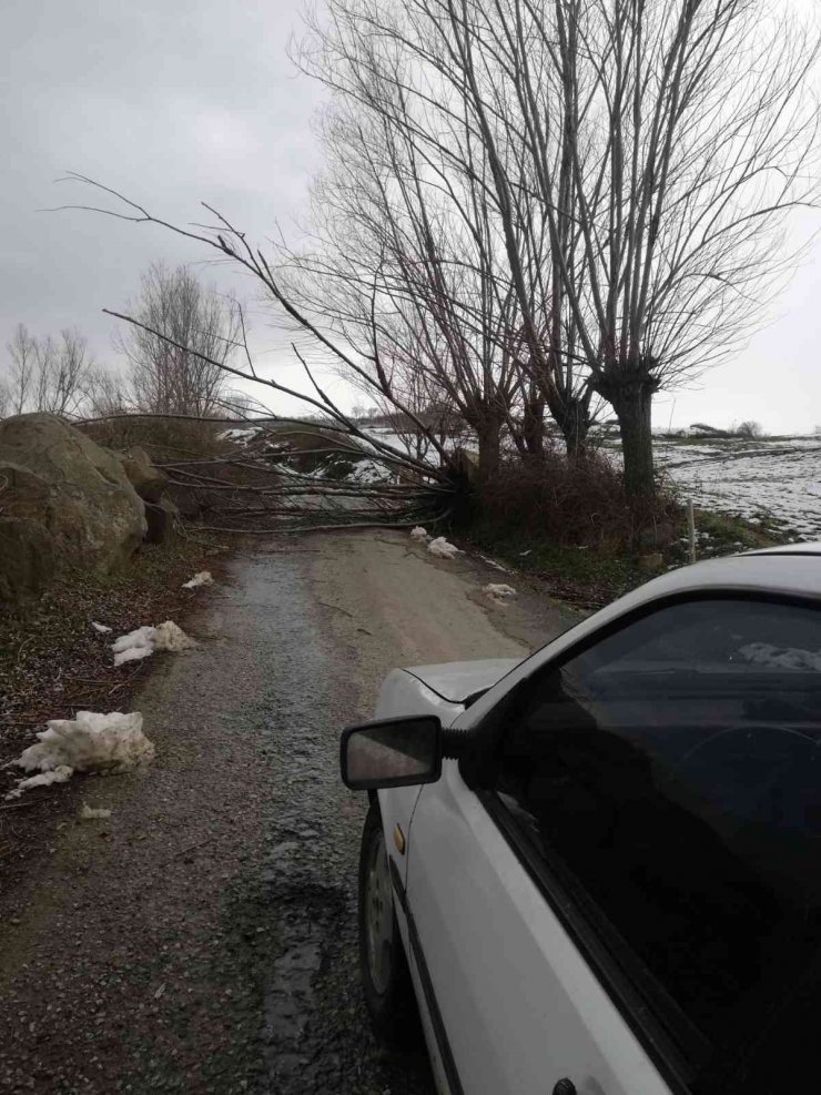 Samsun’da fırtına ağaçları devirdi