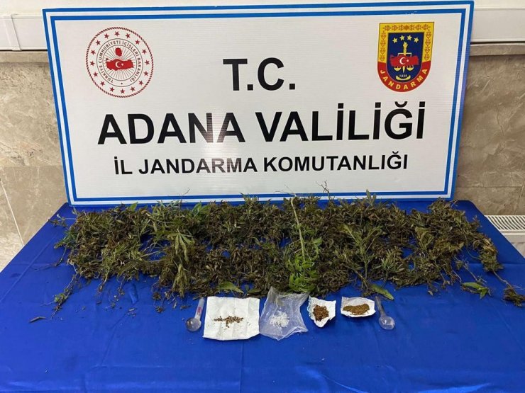 Adana’da 232 adet kök kenevir bitkisi ele geçirildi