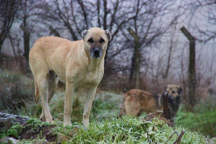 İstanbul’un köpekleri Kocaeli’de korku saçıyor