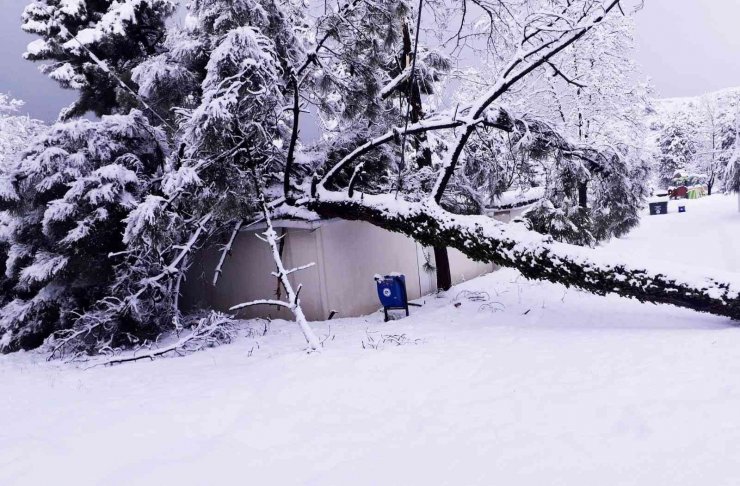 Kar, Kdz. Ereğli’de onlarca ağacı devirdi, dallarını kırdı