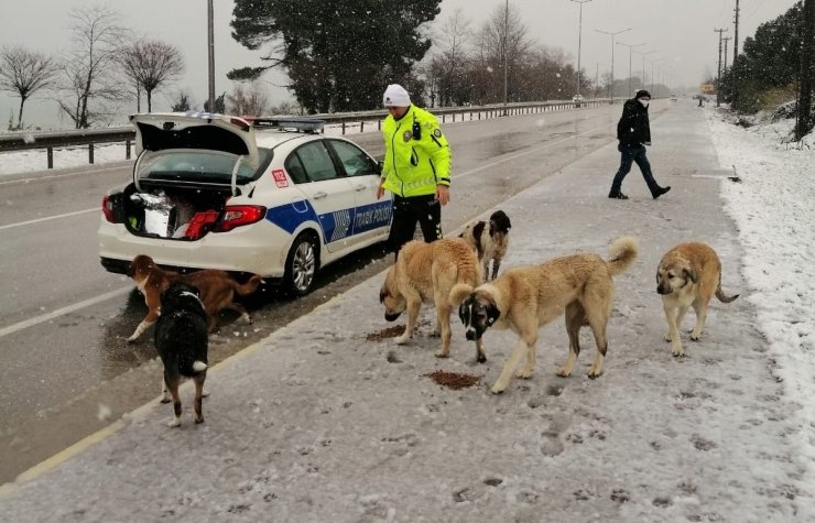Trafik polisleri sokak hayvanlarını besledi