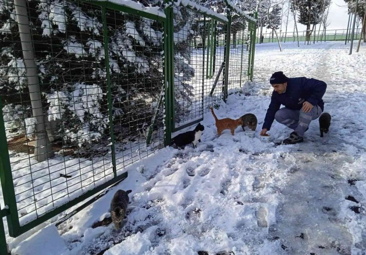Küçükçekmece Belediyesi soğuk havalarda sokak hayvanlarını unutmuyor