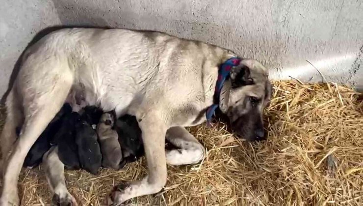 Kangal köpeği fırtınada doğum yaptı, sahibinin yaptığı yürekleri ısıttı
